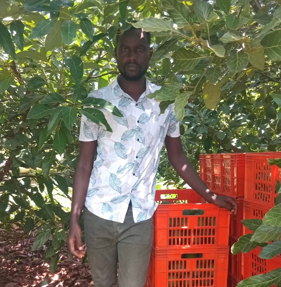 Avocado exporter doubles earnings by controlling harvests to fruit off-peak