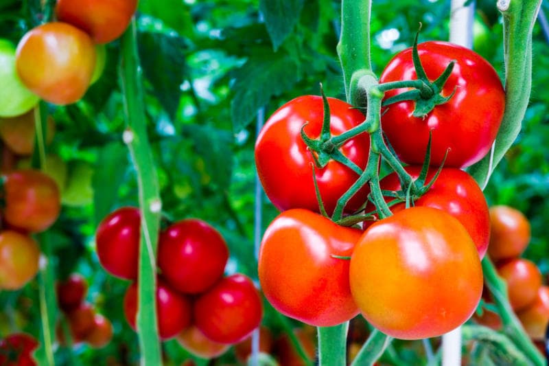 How Aspirin reduces pest attacks in crops