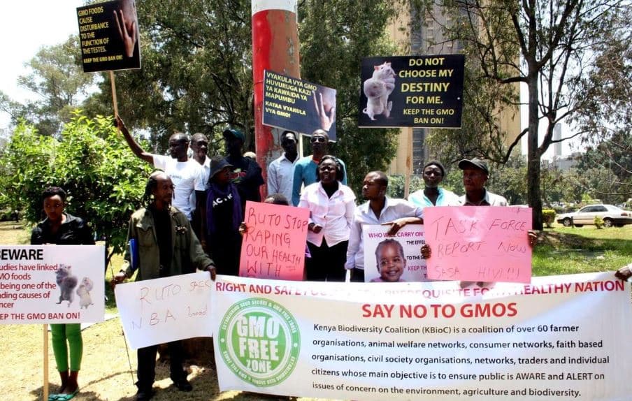 Agriculture Ministry Reassures Kenyans on GMO Safety