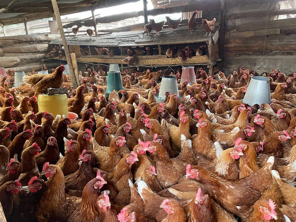 I started poultry farming with 100 chicks made Sh3.4 million profit in the first year