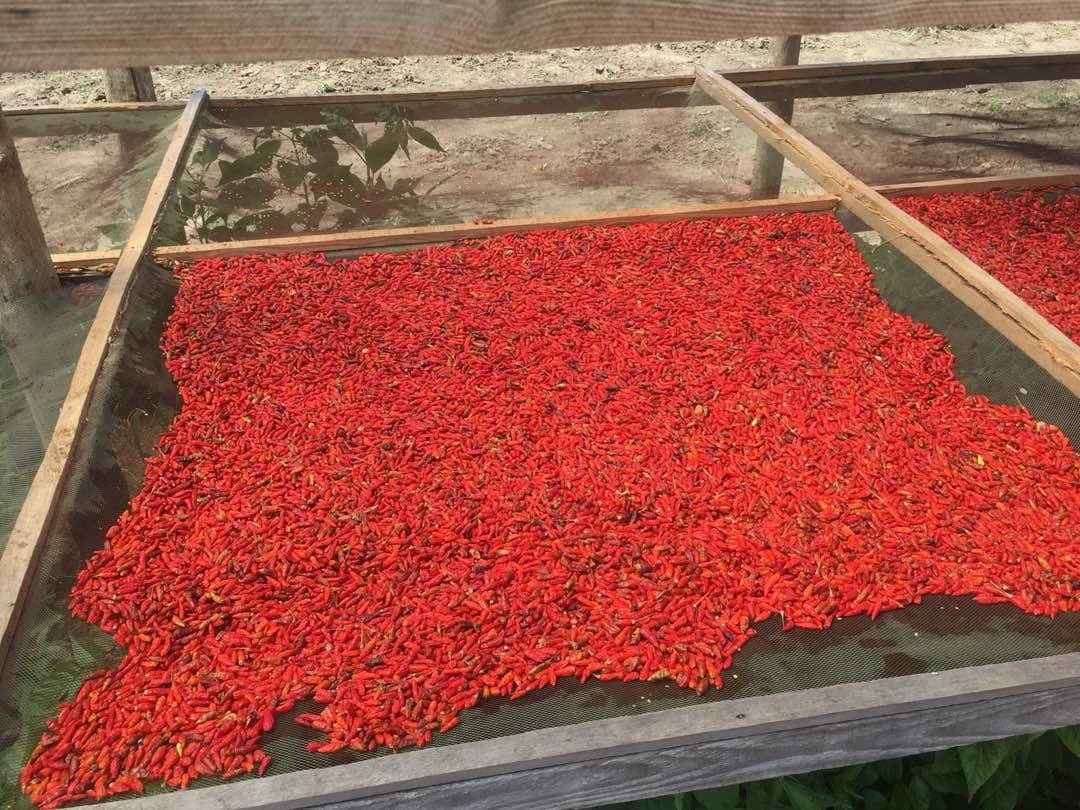 Chilli exporters eyeing the Middle East to compensate Europe market
