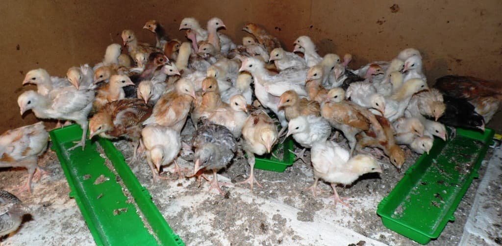 Uasin Gishu Based CBO abandons crop farming for chicken rearing