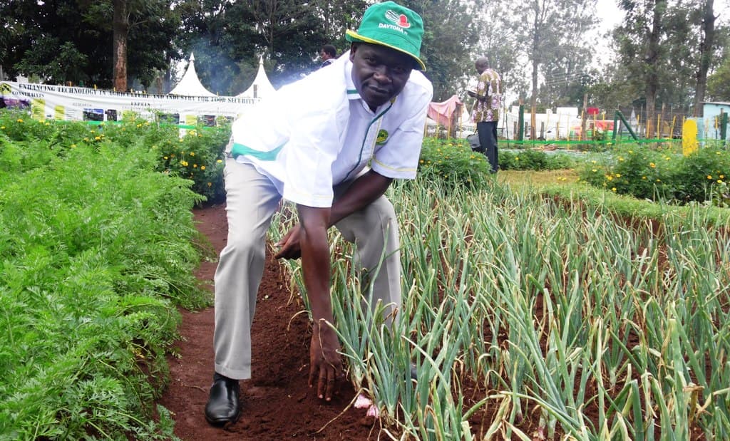 Sivan F1 is the four-months million shillings onion for small-holders
