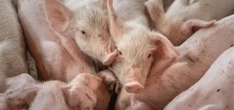 Hungary to Kill 3000 Pigs After African Swine Fever Outbreak in the Country