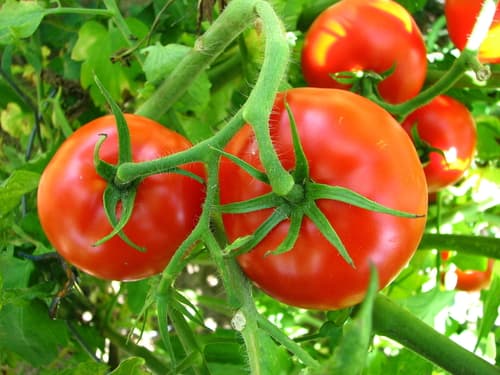 Tomato turns Western students into entrepreneurs
