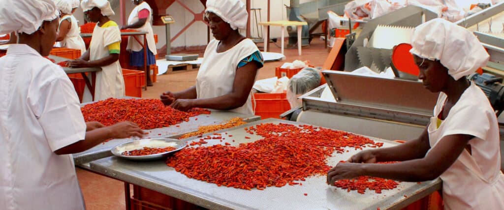 Leading chilli exporter recruiting hundreds of new farmers to meet growing demand
