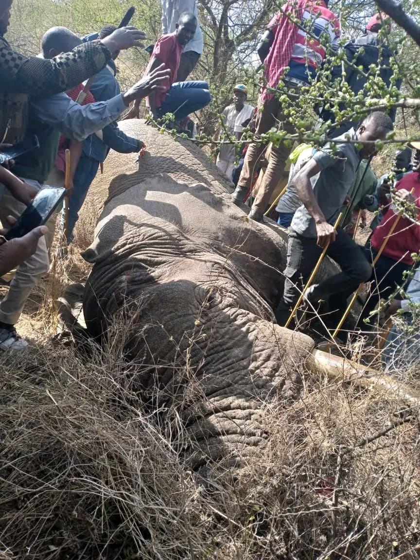 25-year-old man killed by elephant in Kajiado West