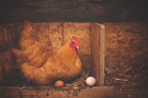 Farmer nearly triples egg earnings selling for hatching instead of food