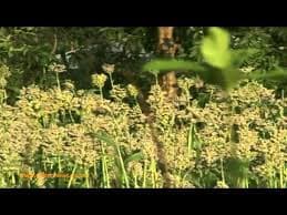 Sorghum value addition opens new frontiers for Kenyan farmers