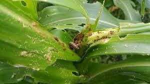 Fall Armyworm Status: Impacts and control options in Africa