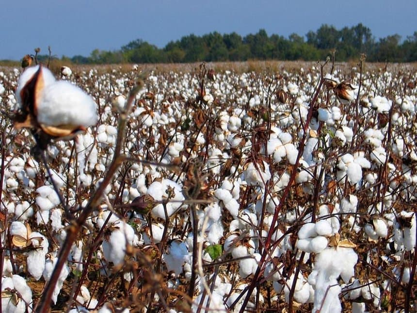 Farmers to start planting pest resistant GM cotton next year