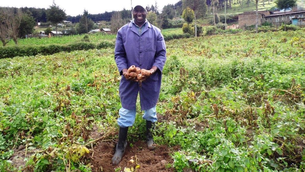 Stick harvesting cuts potato losses