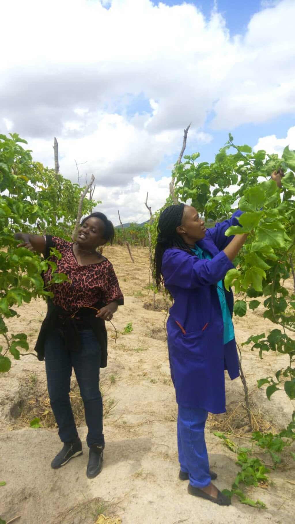IT professional strikes gold in pawpaw, passion fruit farming