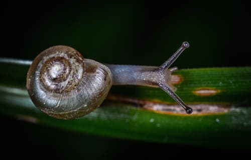 JKUAT develops snail by-products to spur Brown Snail farming in Kenya