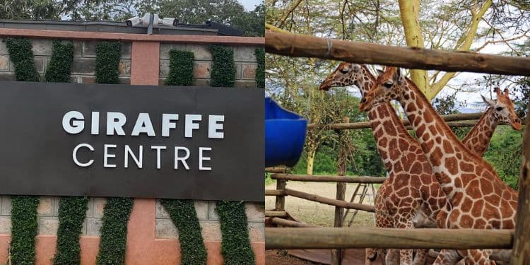 Visionary Conservationist Couple Behind Nairobi’s Famous Giraffe Centre