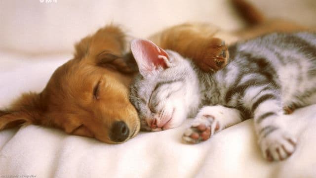 9 Foods That Are Toxic To Your Pet