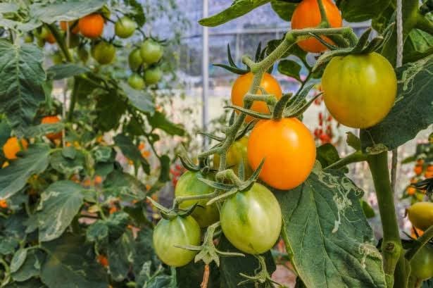 Lighting kerosene lantern helps tomato farmers control fruit flies