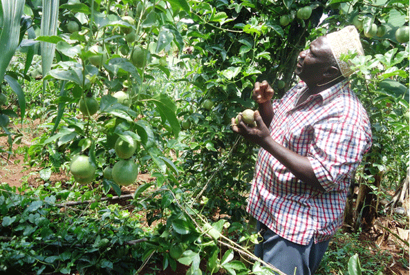 Purple passion fruit market pops up in Kiambu County