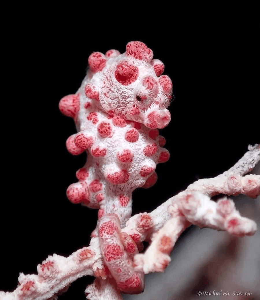 Wisdom of the World’s Tiniest Creatures