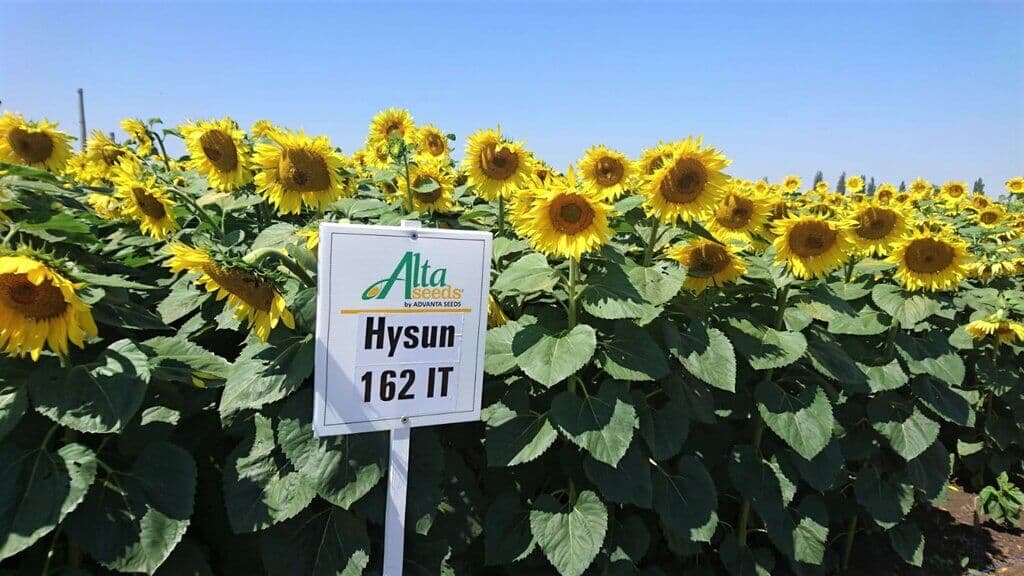 Hybrid sunflowers increase farmer output 50% while improving drought resistance