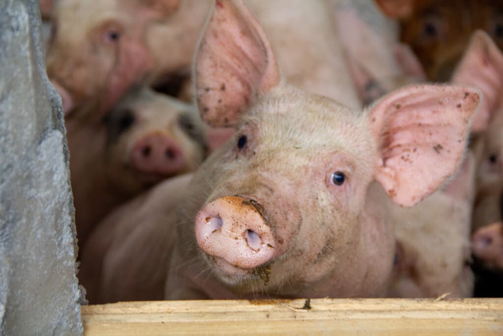 Researchers and Kenya’s vaccine makers partner to develop the world’s first swine flu vaccine