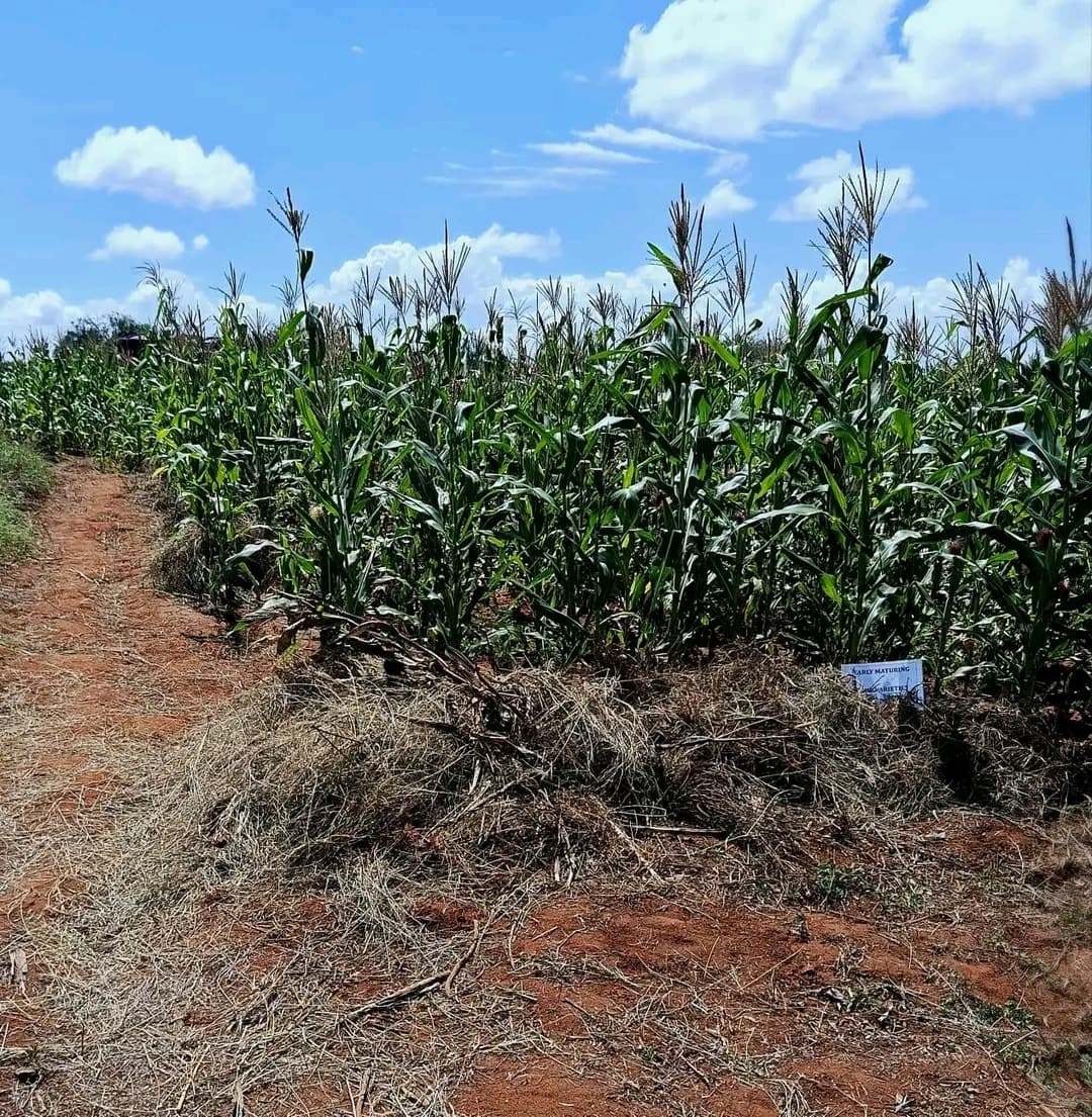 Kajiado to strengthen climate resilience through farmer-led innovation