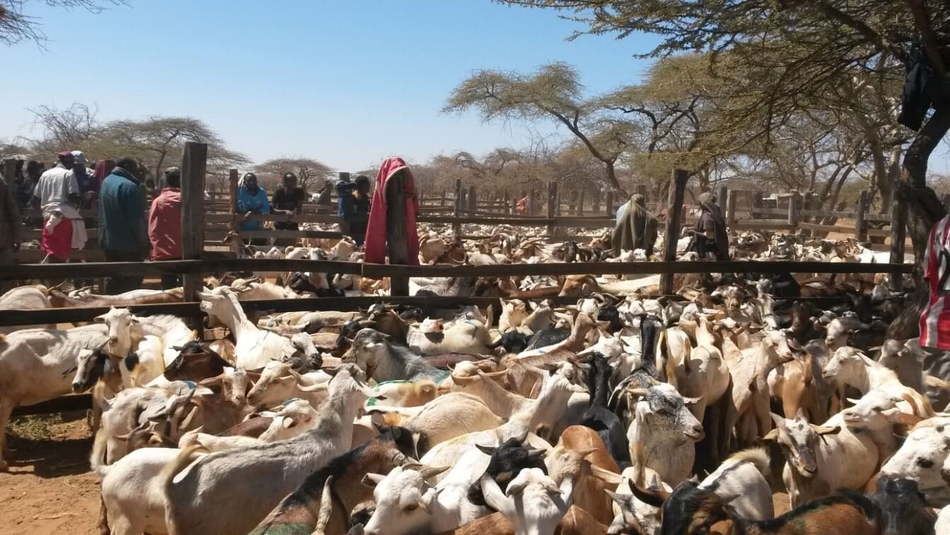 Record prices hinder Kenya replacing livestock lost to drought