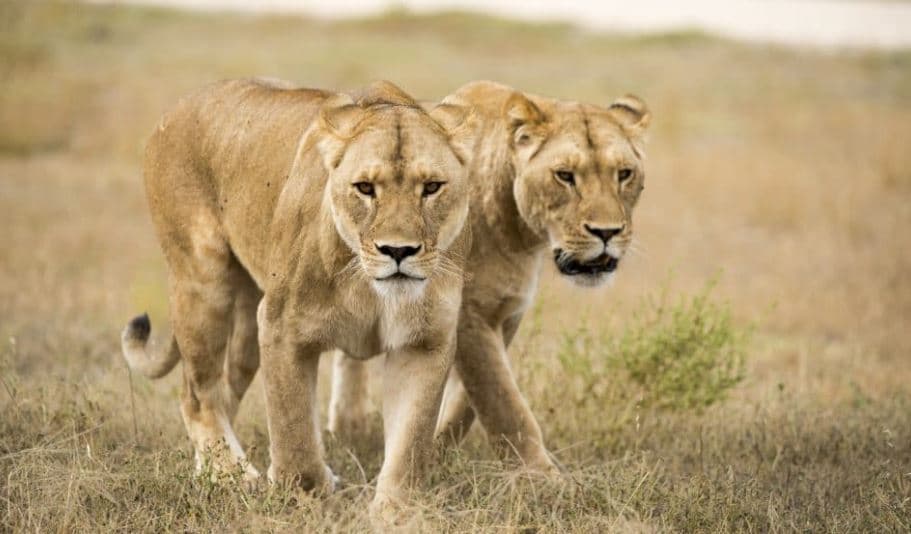 Alarm in Nairobi as Two Lionesses Roam Outside National Park