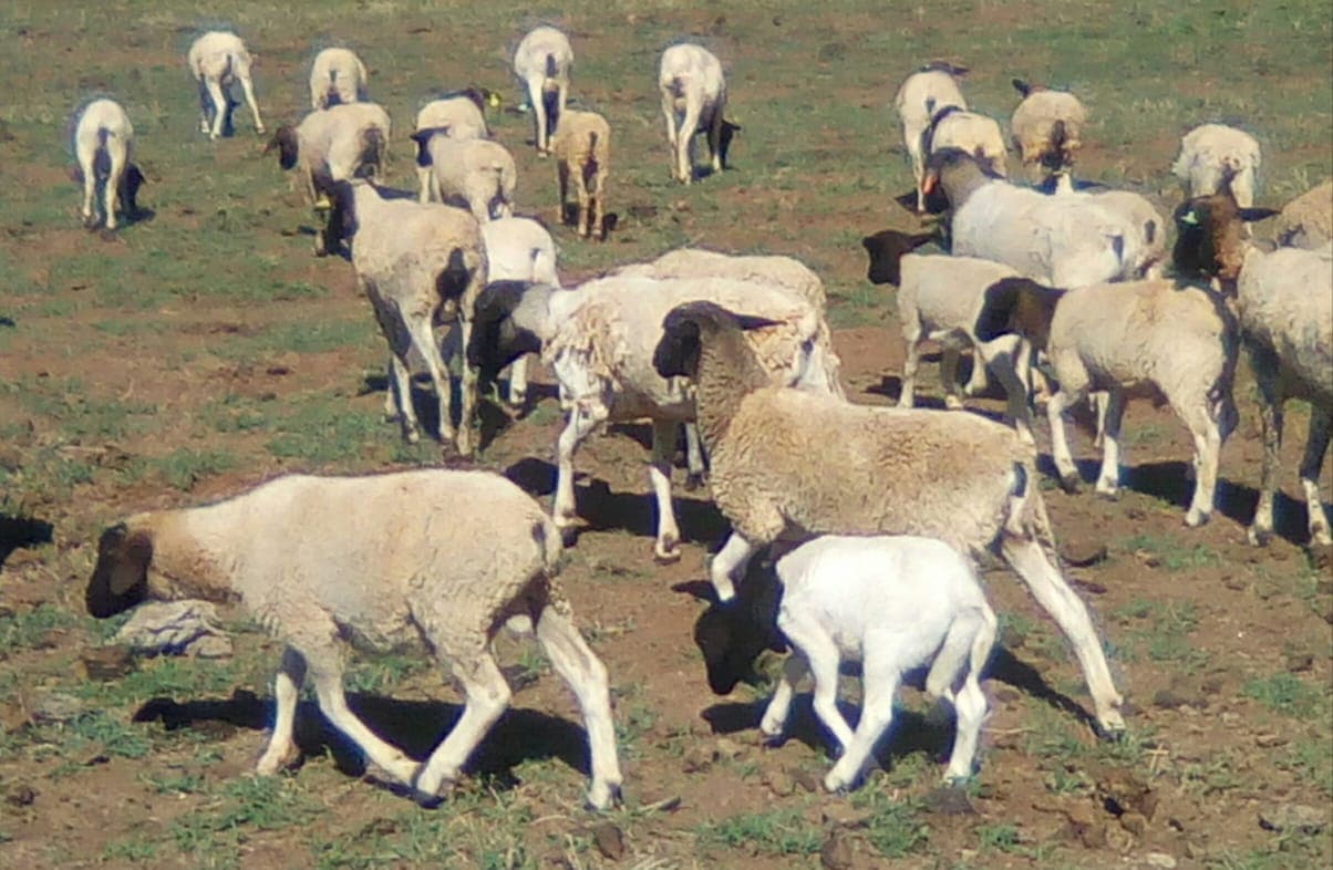 Access to information helps Dorper sheep farmer avert 60 per cent loss in sales