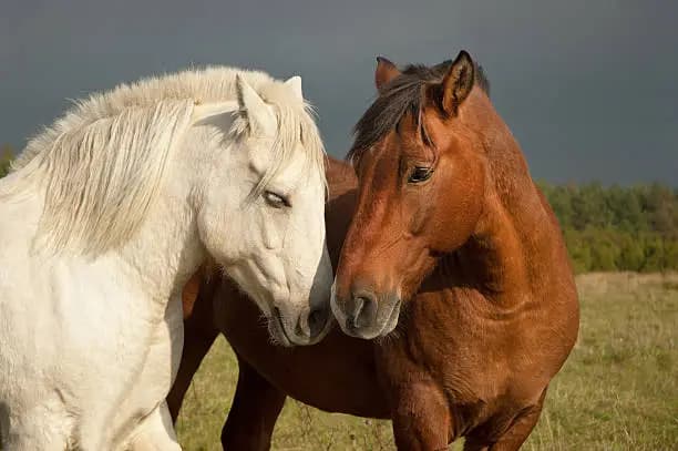 How to Introduce Horses to Each Other