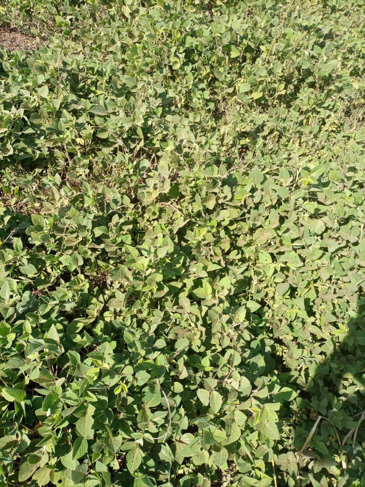Farmer lifts milk yields 40 per cent by replacing bought feed with desmodium