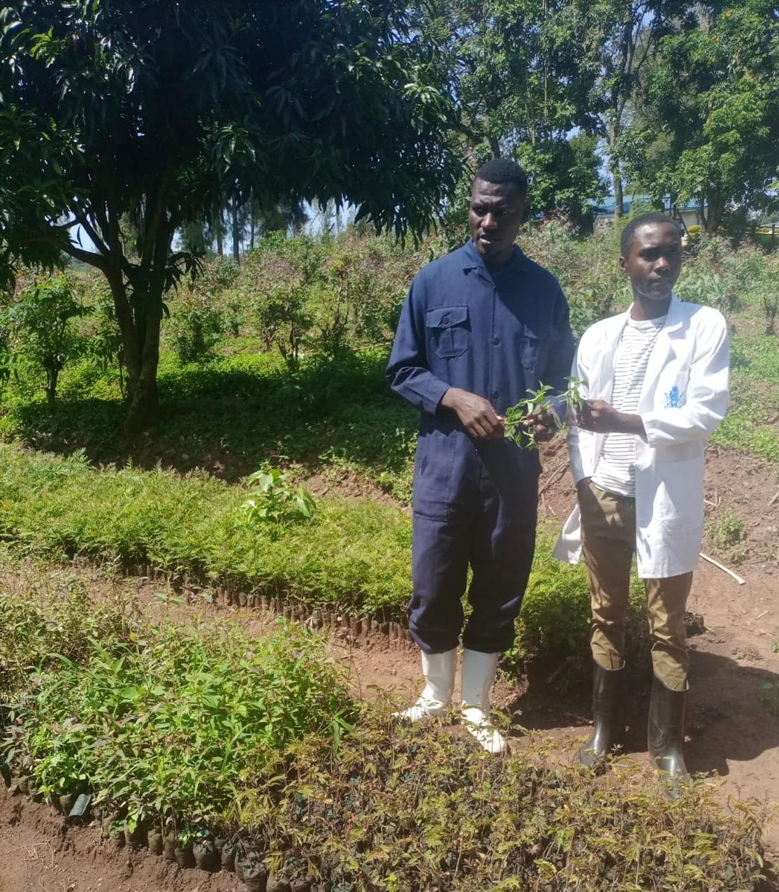 New tree nursery delivers grafted mangoes and macadamia for drought in Siaya