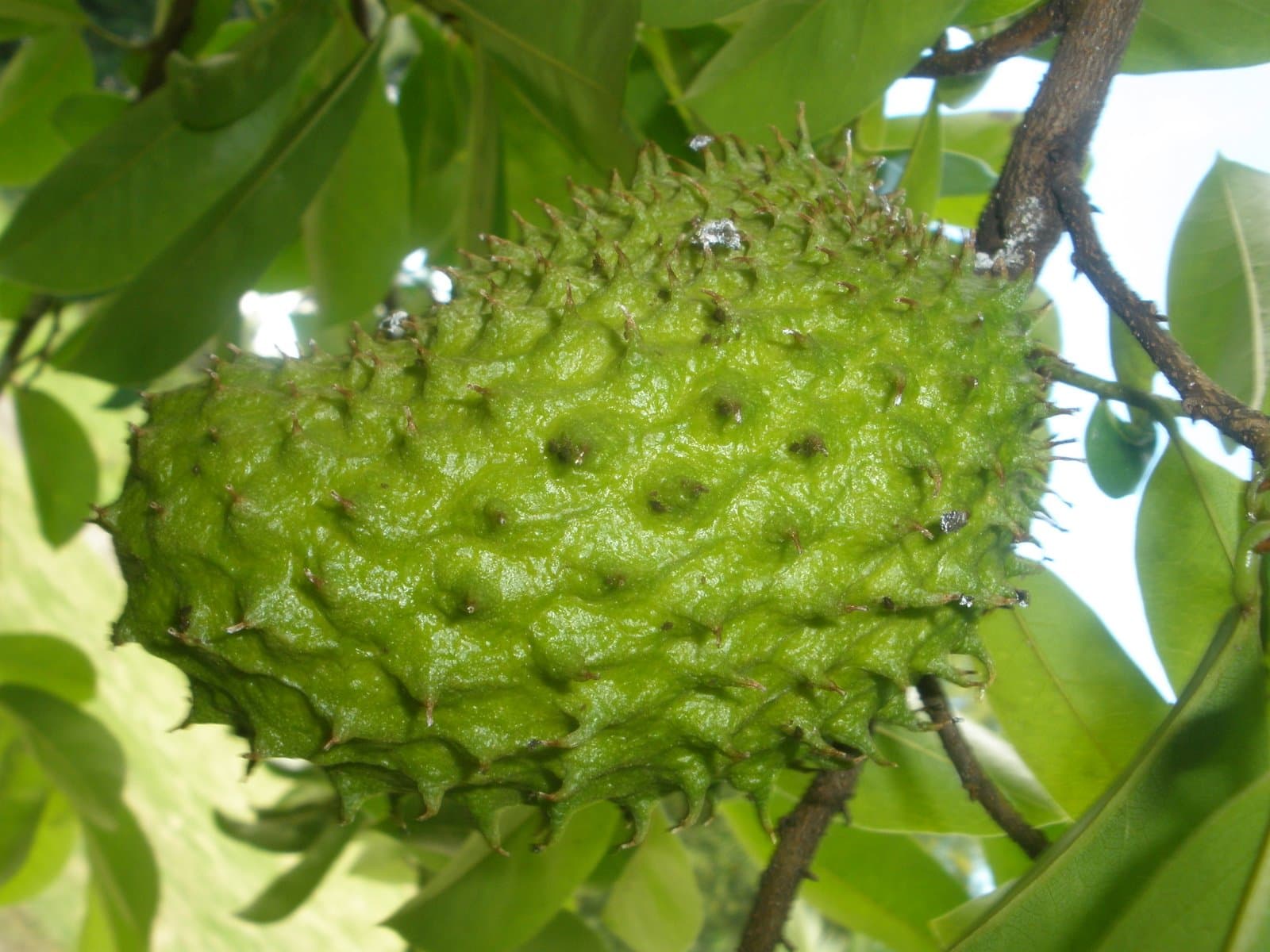 FarmBiz TV:Custard apple shrubs offer Sh3k+ low-maintenance extra cash.