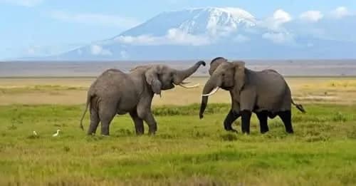 4 arrested over deaths of 18 elephants in Amboseli as finding point to cyanide poisoning