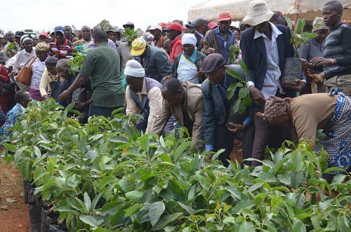 Government gives free avocado seedlings to Embu farmers