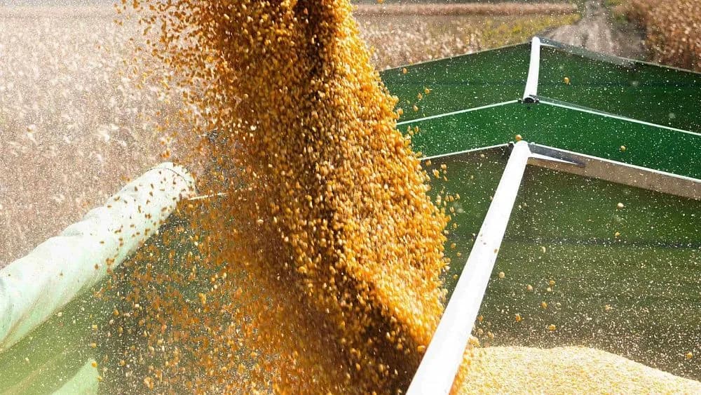 Expert: Oman grain hub project and new logistics routes expand opportunities for BRICS cooperation with Africa