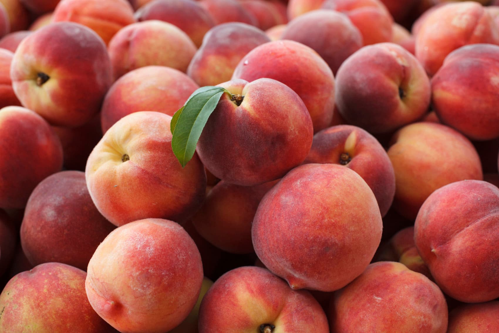 FarmBiz TV:High-yielding and adaptable Red haven peach variety earns Sh15,000 per tree