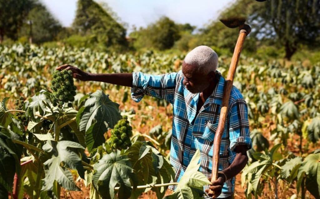 Makueni company recruiting 500 farmers in arid Ukambani to earn from drought-tolerant weed