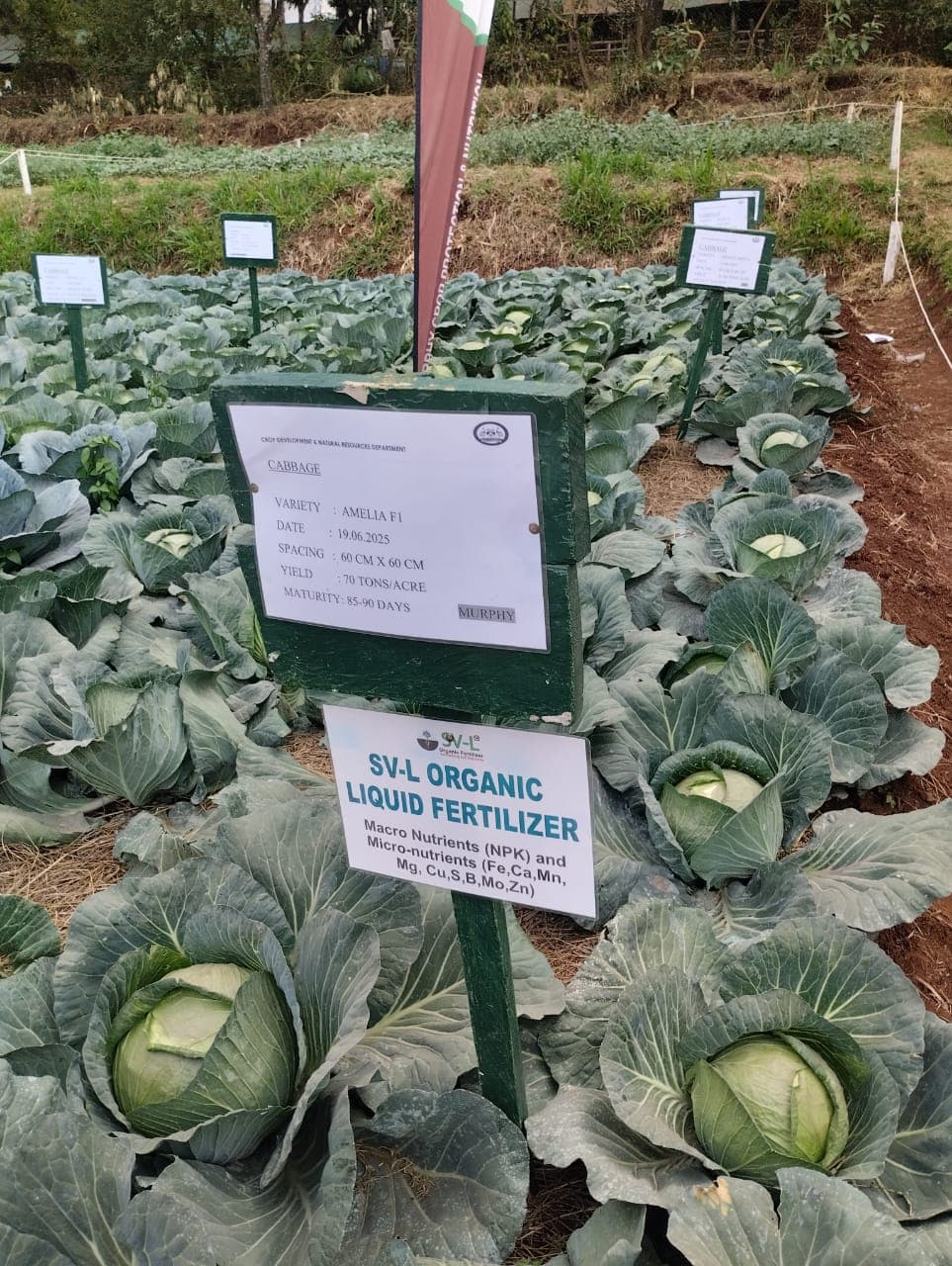 Farmer turns cabbages profitable with rabbit urine and organic pesticides