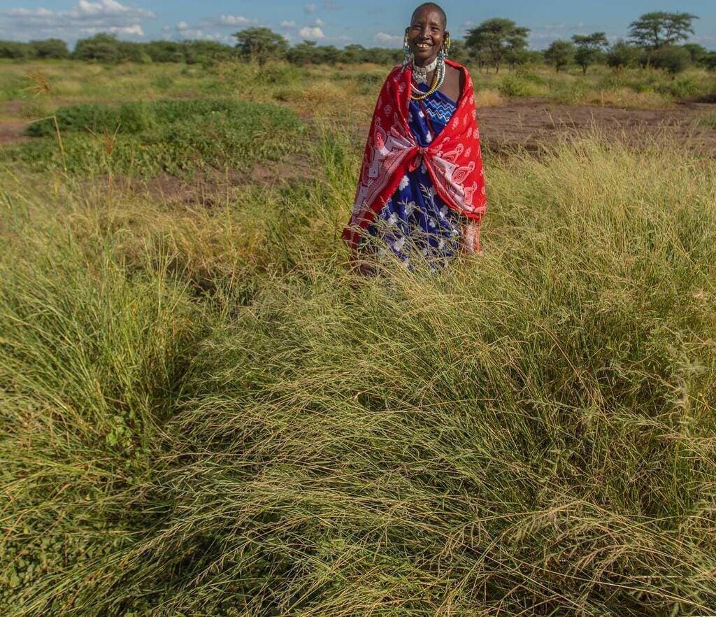 Pastoralists strike rich by growing cattle fodder