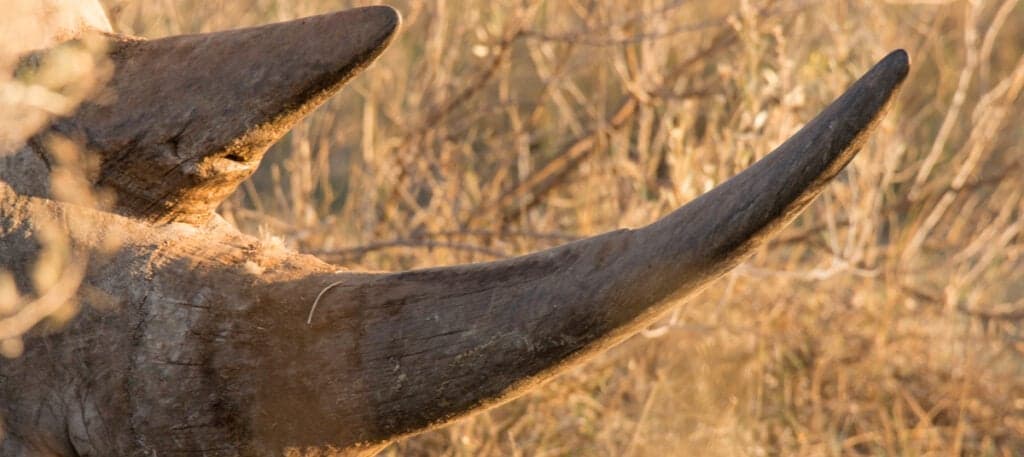 Cop among four arrested with rhino horn worth Sh1.5 million in Nairobi