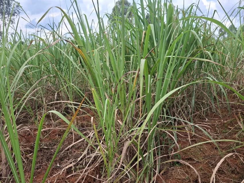 Kenya Opens its Lethargic Sugar Sector to COMESA Imports
