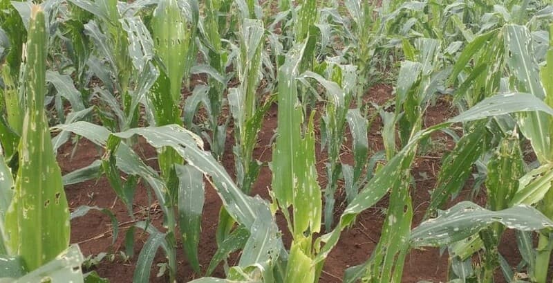How Embu farmers are beating armyworms without breaking the bank