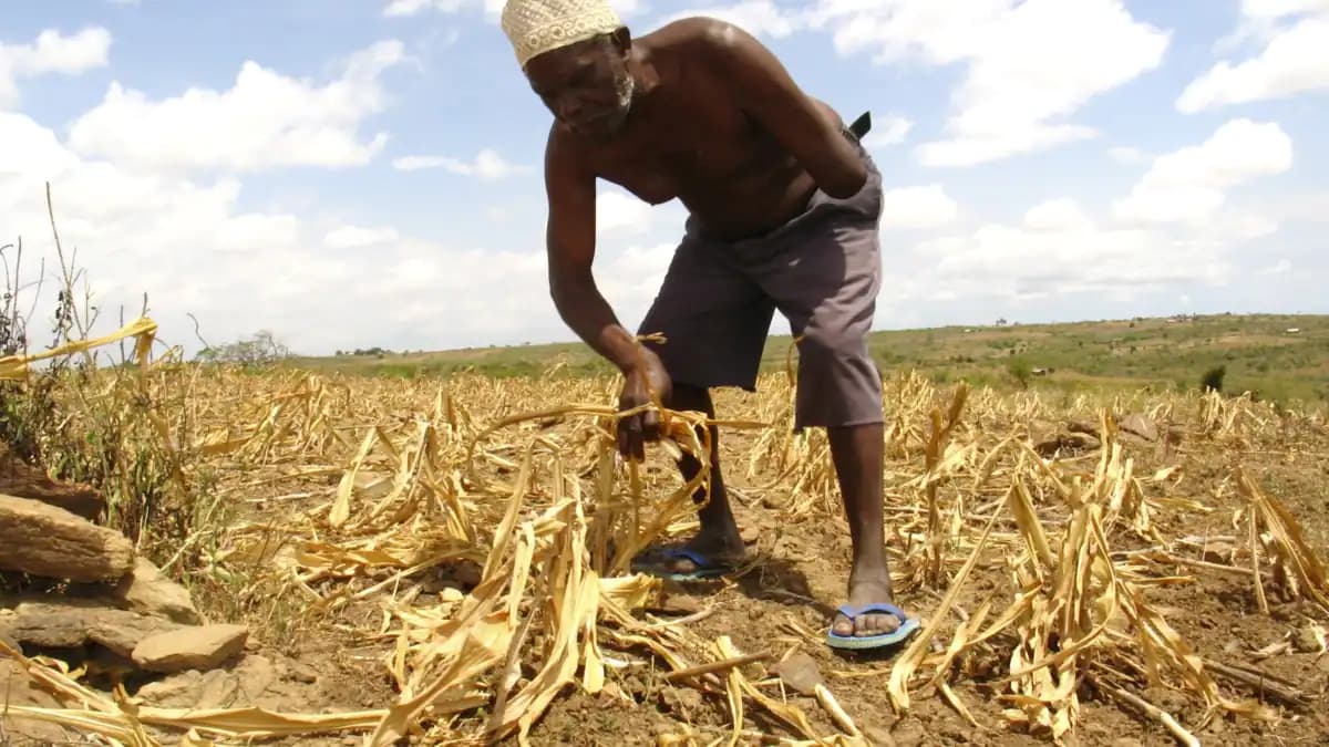 Kenya is hurtling towards starvation on agricultural policy set by non-experts