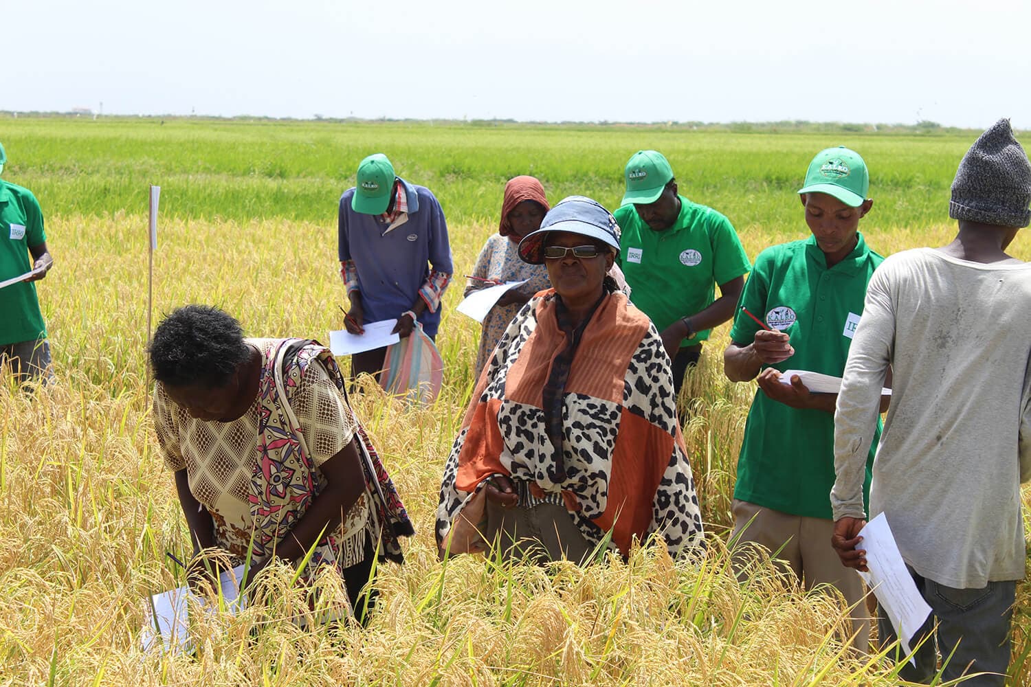 KALRO introduces 2 rice varieties, new planting technology to farmers