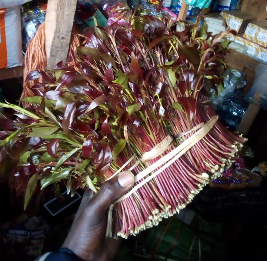 New miraa act demands registration for nursery operators & dealers