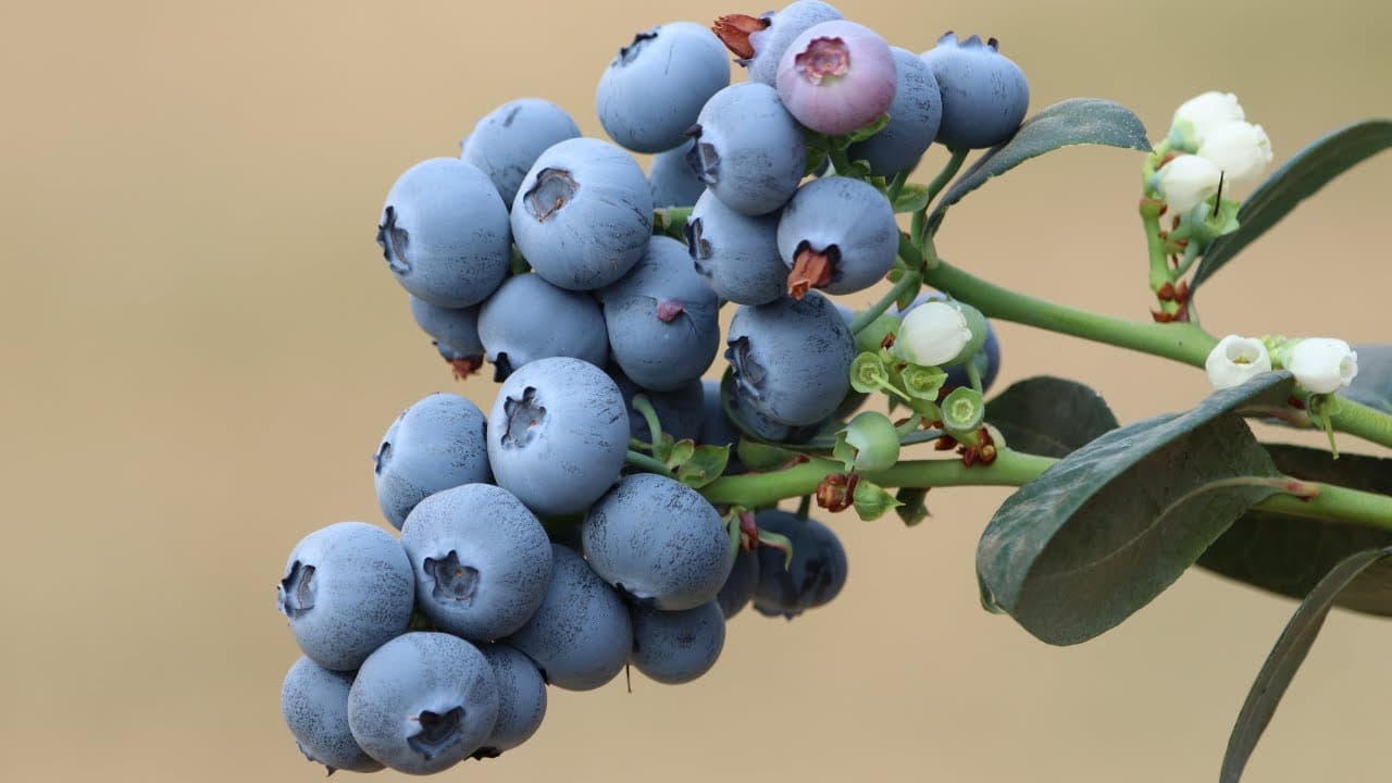 Kakuzi banks on macadamia & blueberries as avocado business falters