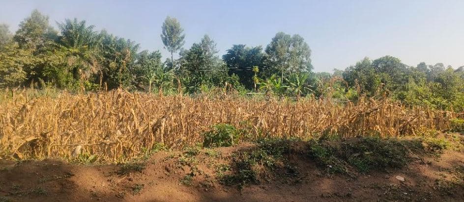 Teso farmers urged to preserve maize for food security
