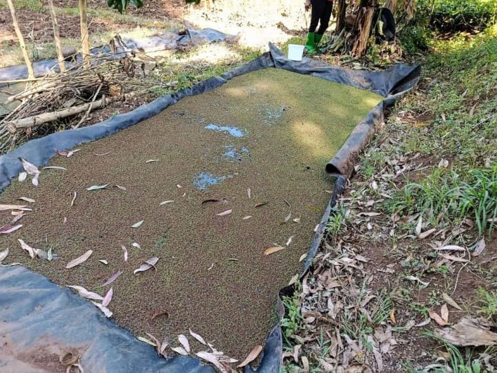 Azolla farming offers Nyeri farmer a low-cost feed alternative