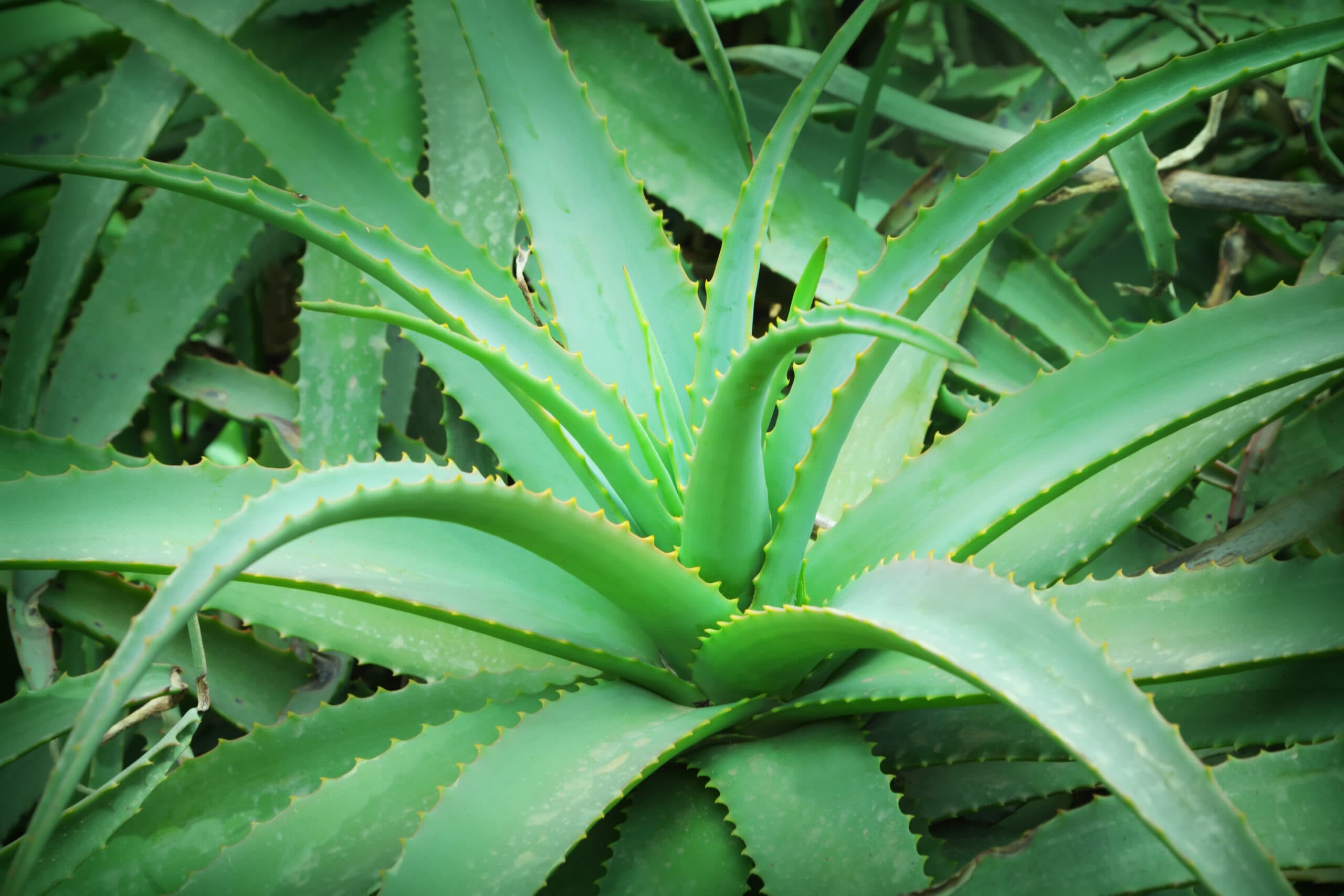 Baringo farmers tame harsh weather with Aloe Vera